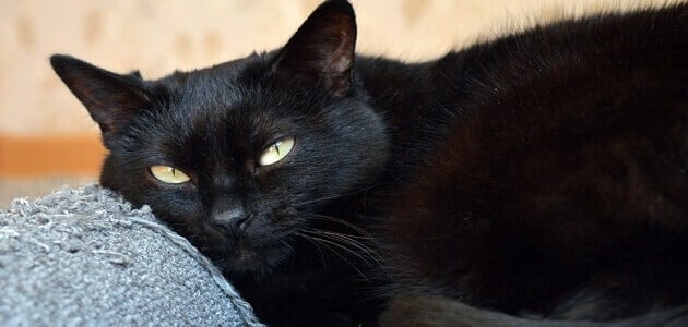 تفسير حلم قطة سوداء تلاحقني