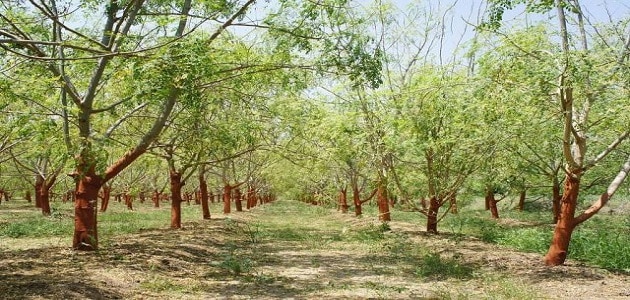 مراحل نمو شجرة المورينجا