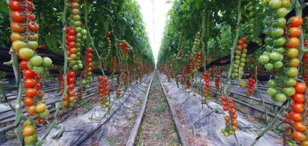 كيفية زراعة الطماطم في البيوت المحميةكيفية زراعة الطماطم في البيوت المحمية