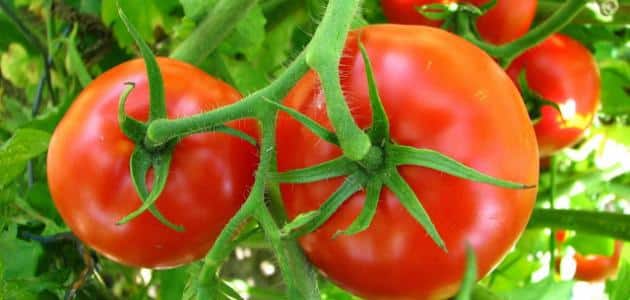 مراحل نمو نبات الطماطم