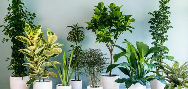 أفضل نباتات الزينة لتنقية الهواء في الغرف