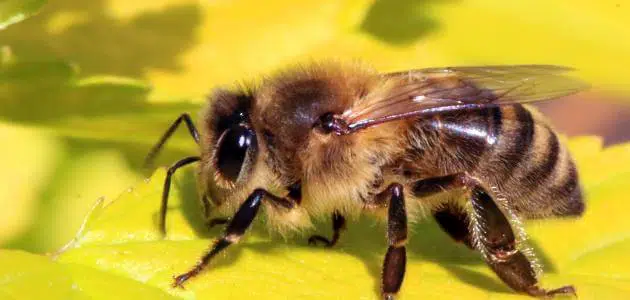 هجوم النحل في المنام