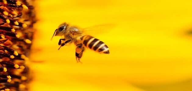 الخوف من النحل في المنام