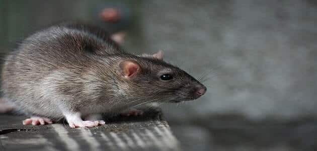 تفسير رؤية الفأر الرمادي في المنام للعزباء
