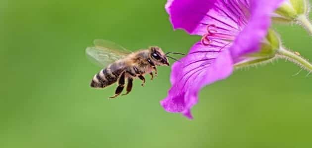 دلالة النحل في المنام