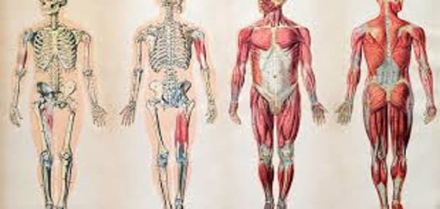 جسم الإنسان من الداخل ثلاثي الأبعاد