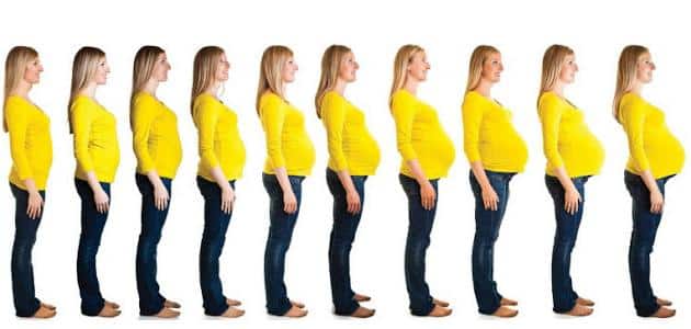 مراحل كبر بطن الحامل بالصور