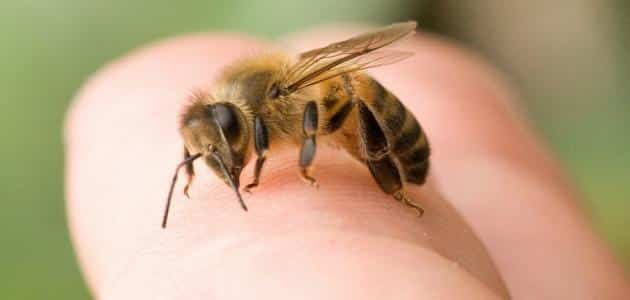 الخوف من النحل في المنام للمتزوجة
