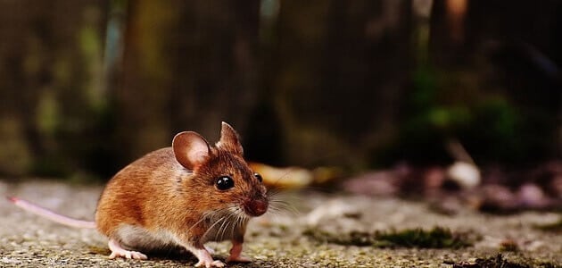 تجربتي في القضاء على الفئرانتجربتي في القضاء على الفئران