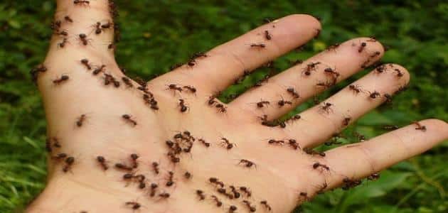 تفسير حلم النمل على الجسم للمتزوجه