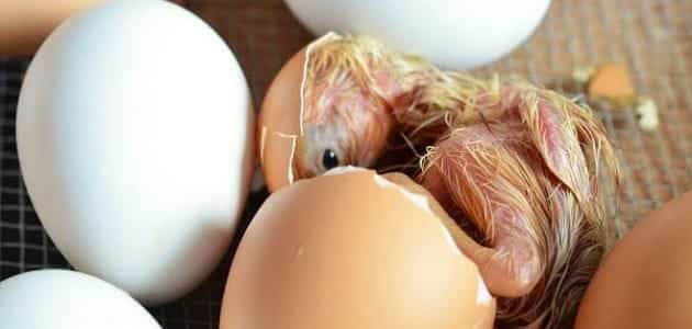 كيف تجعل البيض يفقس في يوم واحد