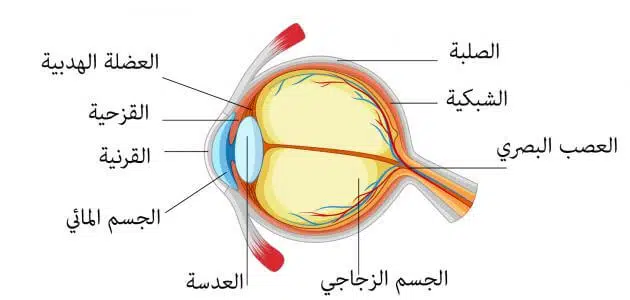 متى تتحسن الرؤية بعد عملية زرع العدسة