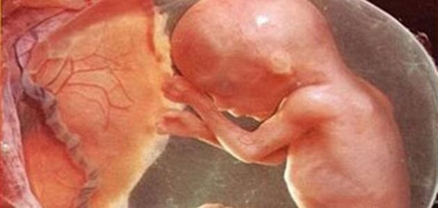 أين يكون رأس الجنين في الشهر السادس - مقال