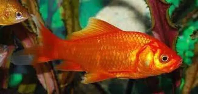 تفسير رؤية سمكة حمراء في المنام للعزباء