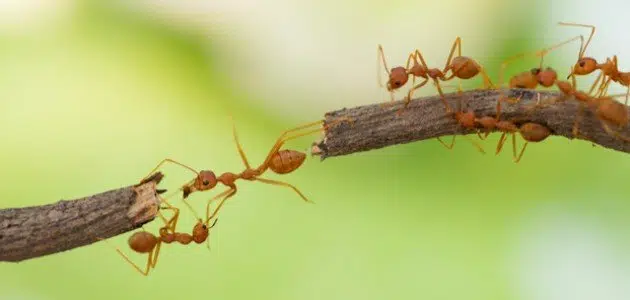 رؤية النمل في المنام للمطلقة