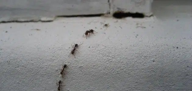سبب وجود النمل على السرير