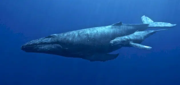 ماذا يغطي جسم الحوت