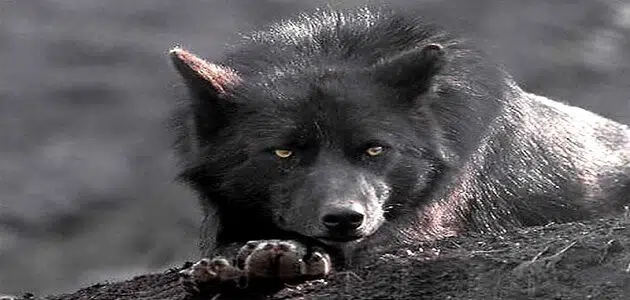 الذئب الأسود