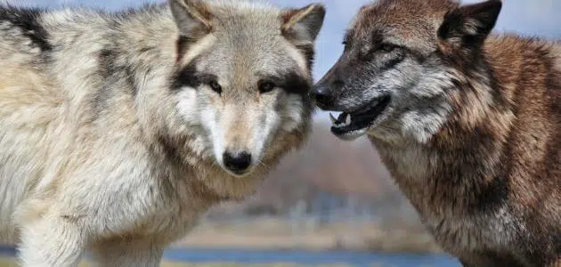 صفات الذئب مع زوجته