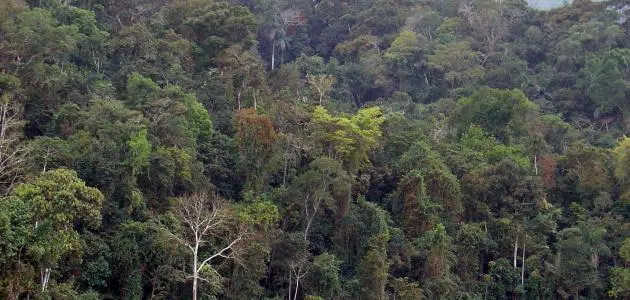 غابات الأمازون رئة العالم