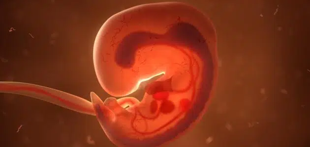 مكان الجنين في الشهر الثالث في البطن