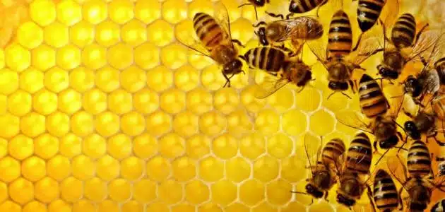أهمية النحل للبيئة وللإنسان
