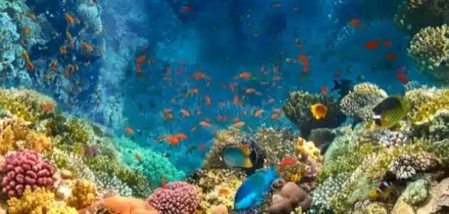 الكائنات الحية في البحر الأحمر