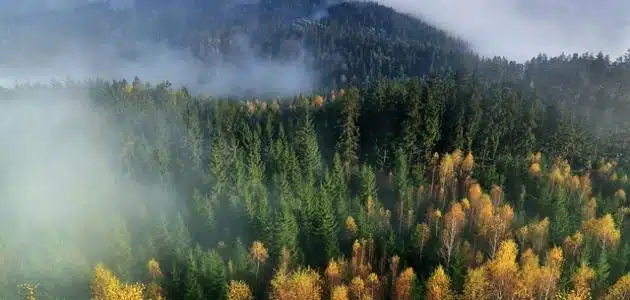 تاريخ اليوم العالمي للغابة