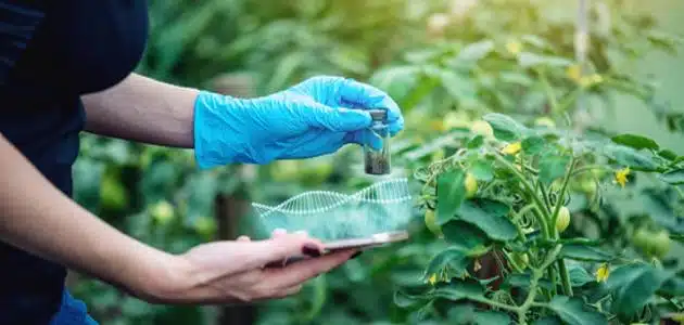 دور الهندسة الوراثية في تحسين النبات
