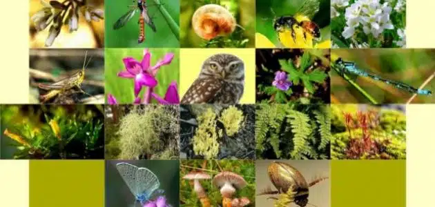 بحث عن التنوع الحيوي والمحافظة عليه