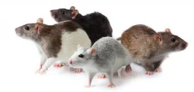 تفسير حلم الفئران في غرفة النوم