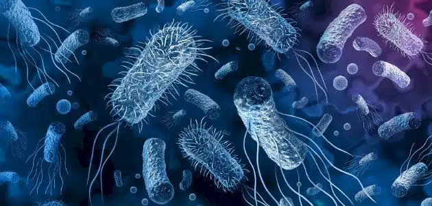 بحث عن الفيروسات والبكتيريا